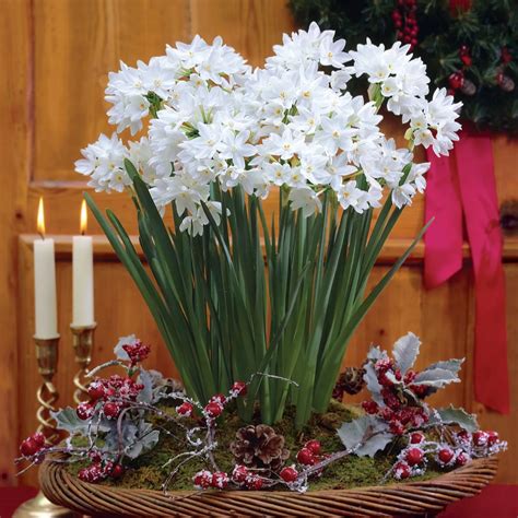 de jager  multiflowering highly scented indoor daffodil bulbs qvc uk