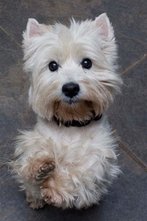 Westie Mix Puppies For Adoption - Pudding to come