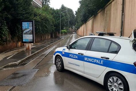 Pericolo Crollo Albero Della Reggia Pericolante Chiuso Il Ponte Di Ercole