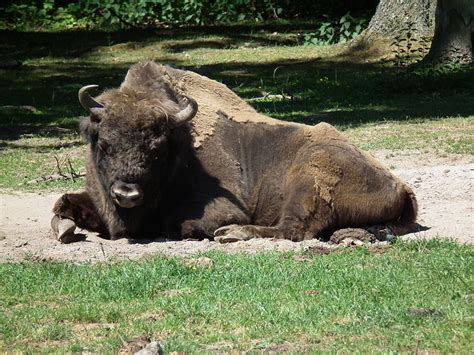 European Bison, Rewilding and Dung Fungal Spore – Methods Blog