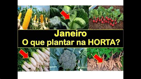 O que plantar em JANEIRO sucesso na HORTA Incrível YouTube