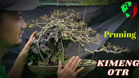 Bahan Bonsai Kimeng OTR Sambung Akar Gantung YouTube