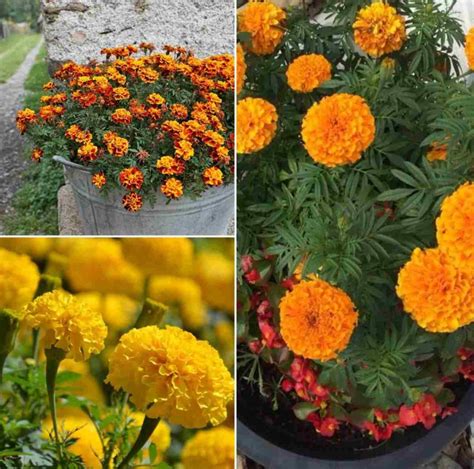 Growing Marigolds In Pots From Seed Cuttings Layering Gardening Tips