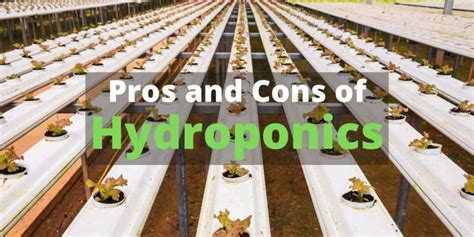 Pros And Cons Of Hydroponics