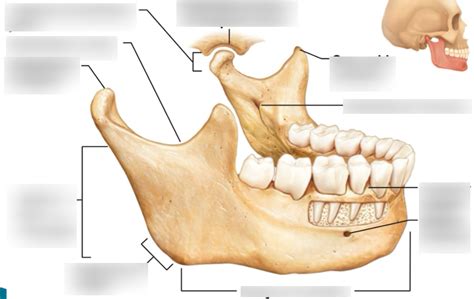 Mandible Bone Anatomy And Labeled Diagram Getbodysmart Off