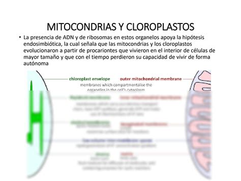 Solution Apuntes Sobre Mitocondrias Y Cloroplastos Studypool