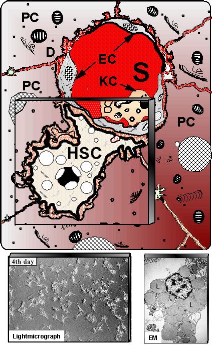 Schematic Presentation Of Hepatic Stellate Cells Hsc Located In The Download Scientific