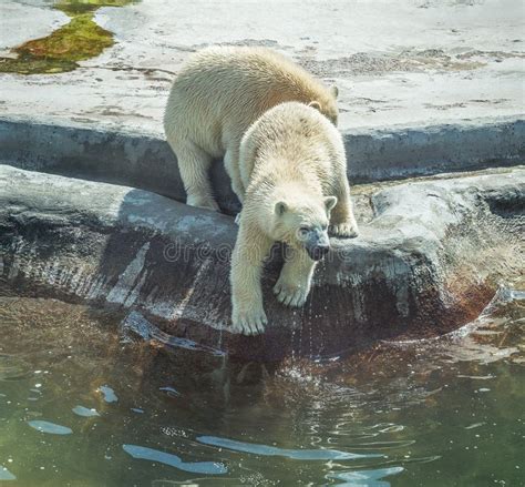 Polar Bear Cubs In The Water Stock Photo - Image of wildlife, swimming ...