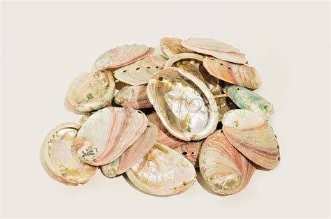 Red Abalone Sea Shell One Side Polished Beach Craft Pcs