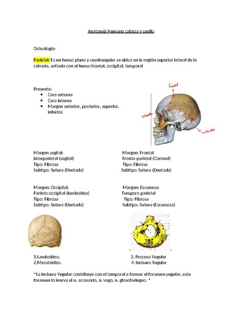 Anatomía Humana cabeza y cuello Anatomía Humana cabeza y cuello