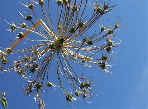 Seedheads Worth Growing Gardeners Tips