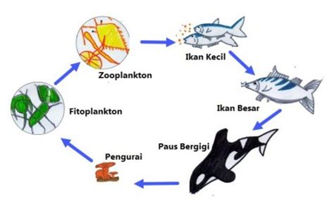 Macam Macam Rantai Makanan Pengertian Piramida Jaring Contoh
