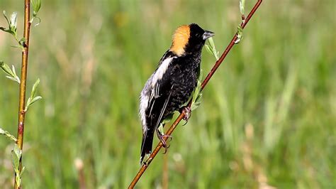 Other Bird Collectibles AUDUBON WILD REPUBLIC BOBOLINK SONG BIRD SOUND ...