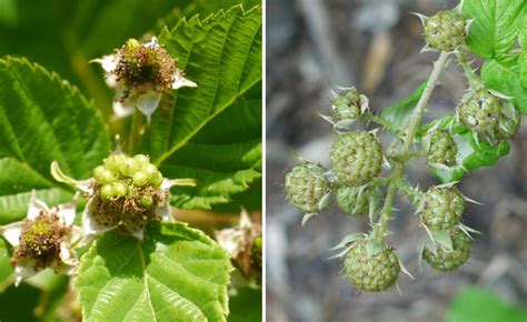 Blackberry Or Black Raspberry Identify That Plant