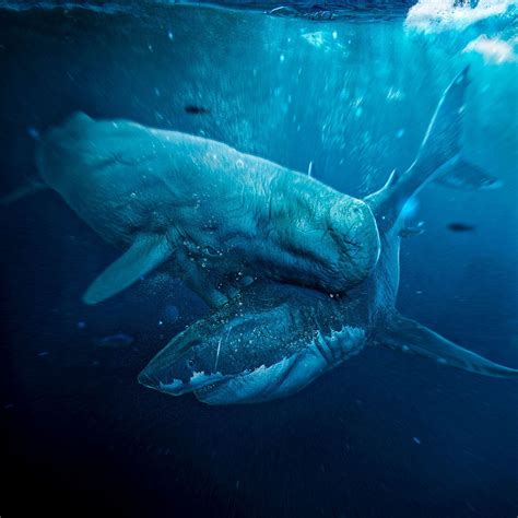 Livyatan Vs Megalodon Animalia Enthusiasts