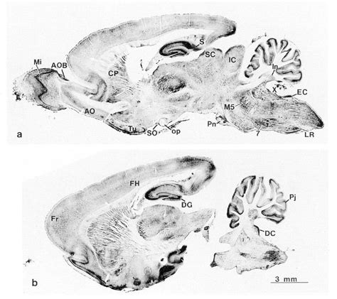 Structure of dorsal cochlear nucleus | Semantic Scholar