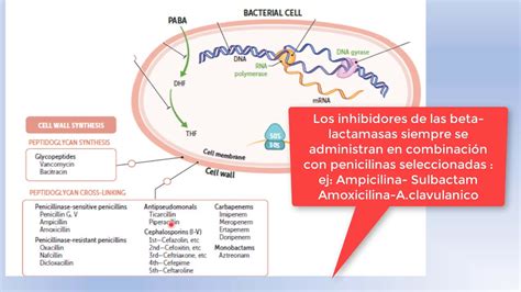 Antibioticos Mecanismos De Accion Youtube