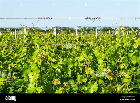 Vine fields aerial hi-res stock photography and images - Alamy
