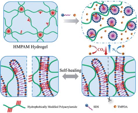 Schematic Illustration Of The Co Responsive Solgel Transition And