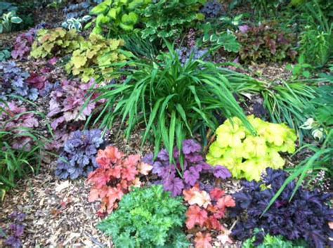 Heuchera Plant Care - Growing Coral Bells for a Shade Garden