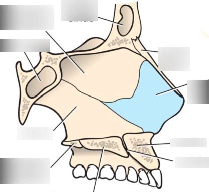 Diagram Of Nasal Cavity Structure Quizlet