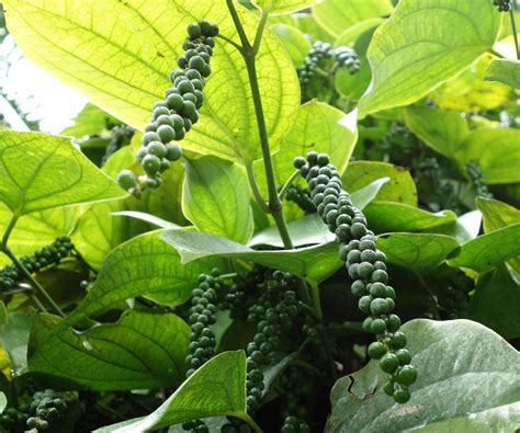 How to Grow Black Pepper Plant | Growing Peppercorn