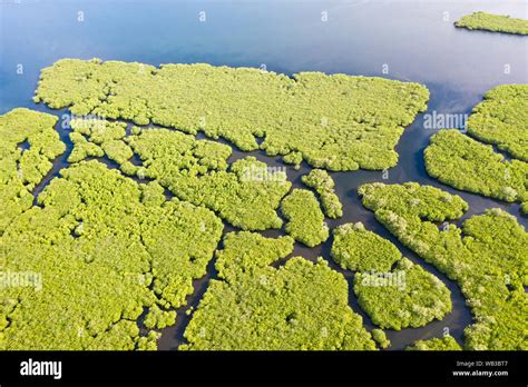 Mangroves With Rivers In The Philippines Tropical Landscape With