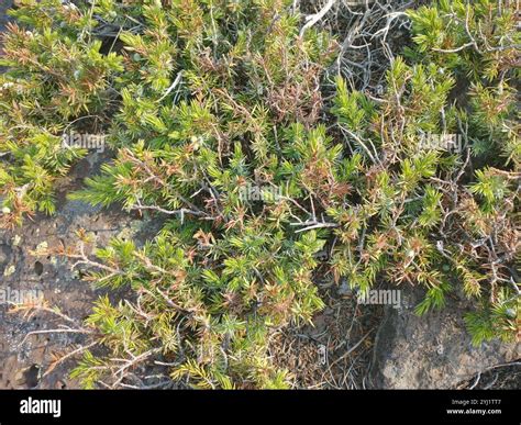 common juniper juniperus communis stock photo alamy