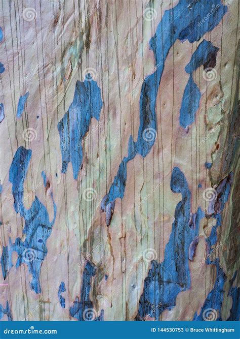 Detail of Blue Gum Eucalyptus Bark, Australia Stock Image - Image of pattern, detail: 144530753