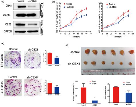 Knockdown Of Chromobox Homolog Cbx Inhibited The Proliferation Of