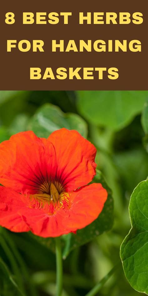 A Red Flower With The Words Best Herbs For Hanging Baskets