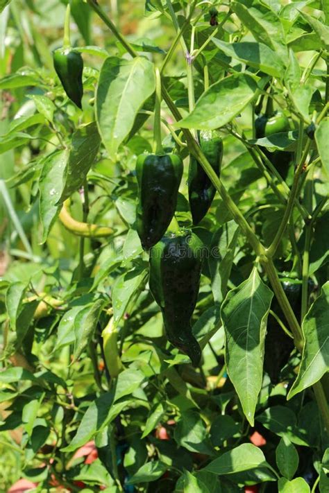 Five Green Poblano Peppers Growing In A Garden In The Summer Stock