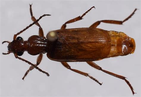 Flat Horned Ground Beetle Helluomorphoides Ferrugineus Bugguide Net