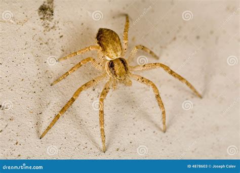 Sac spider stock image. Image of arachnid, macro, closeup - 4878603