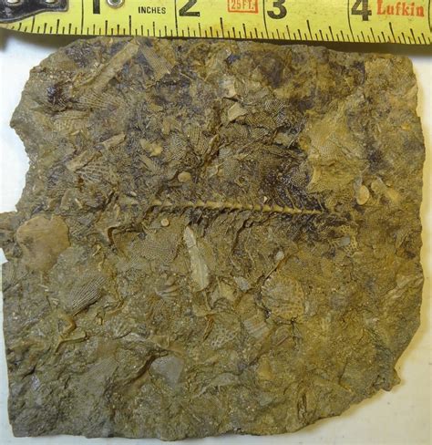 Bryozoans Mississippian Period Archimedes With Arms In Matrix