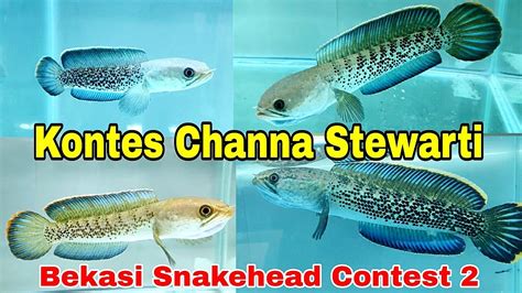 Kontes Channa Stewarti Di Bekasi Snakehead Contest Jilid 2 YouTube