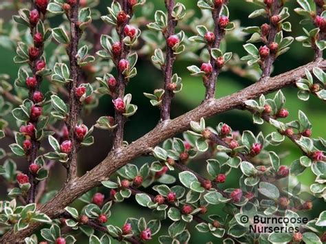 Cotoneaster horizontalis - Alchetron, the free social encyclopedia