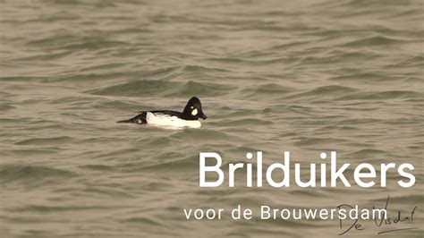 Herken Het Mannetje En Vrouwtje Brilduiker 818 YouTube