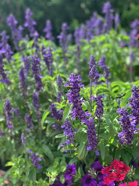 Summer Lavender Photograph By Michael Ware Fine Art America