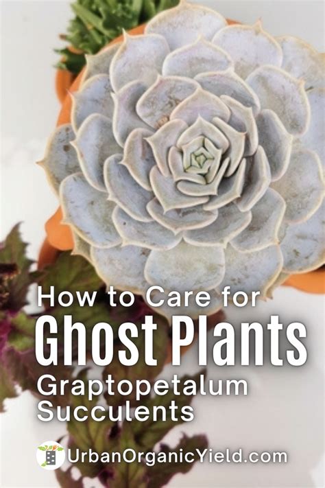 Types Of Ghost Plants Graptopetalum Succulents Ghost Plant How To