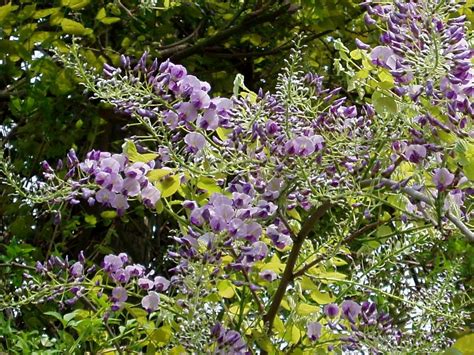 Wisterias Are Hardy Fast Growing And Prey To Few Pests Or Disease