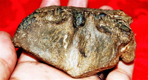 Dugong Skull Cap? - Fossil ID - The Fossil Forum