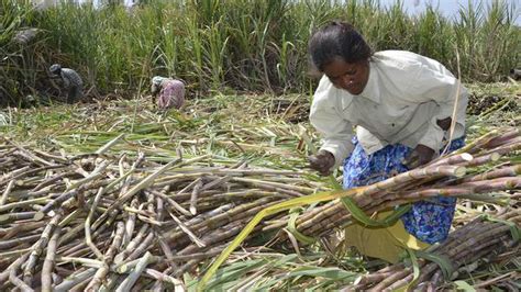 Water Crisis Hits Sugar Mills In Tamil Nadu The Hindu Businessline