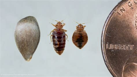 Bed Bug Control My Pest Pros