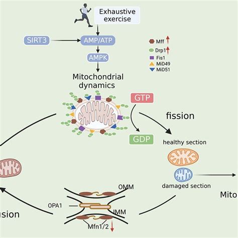 Mechanisms of mitochondrial dynamics after exhaustive exercise. In ... 