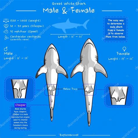 Diagrama que muestra partes de un gran tiburón blanco infografía sobre