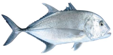 Trevally - Giant - Ikijime