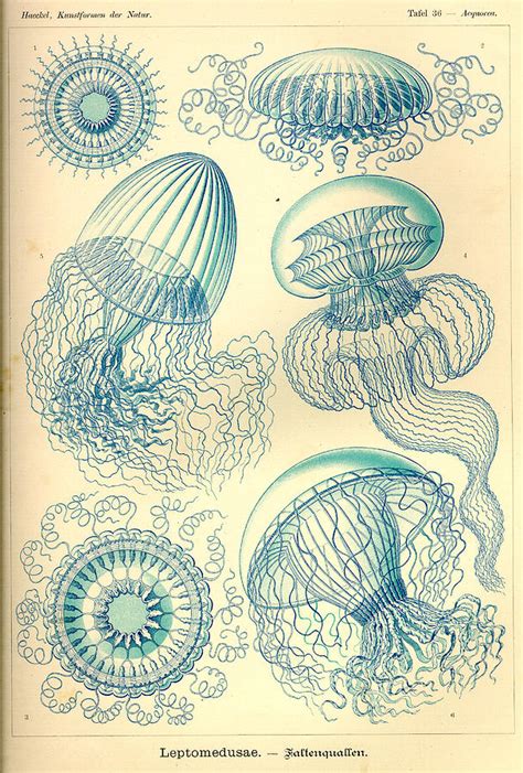 Art Forms In Nature Sea Life Painting By Ernst Haeckel Pixels