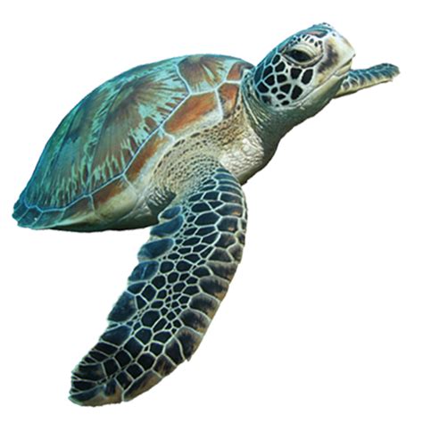 Turtle PNG Download Image | PNG All