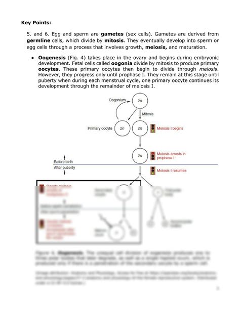 Solution Oogenesis And Spermatogenesis Studypool